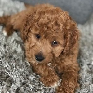 Meet your Posher, Jill